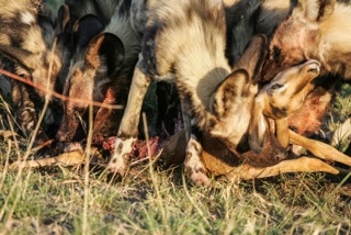 Wild dogs on Implala Kill, Safari Embassy