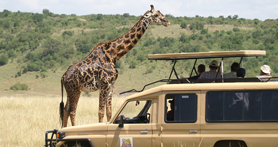Best wildlife safari in south Africa